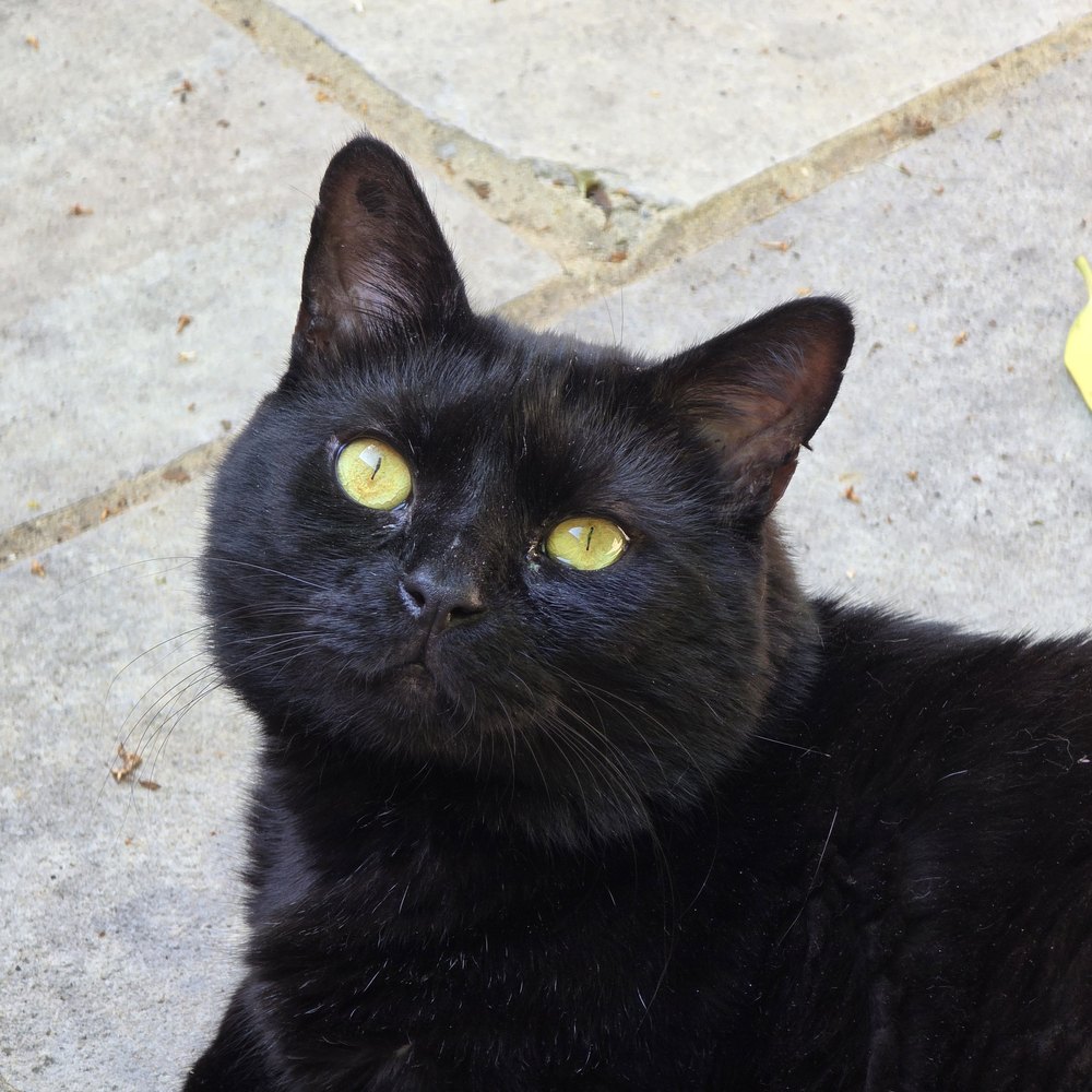 Sumi, a black cat with green eyes, looking up